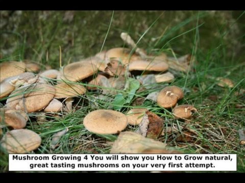 Mushroom Growing Guide Review | Mushroom Growing 4 You