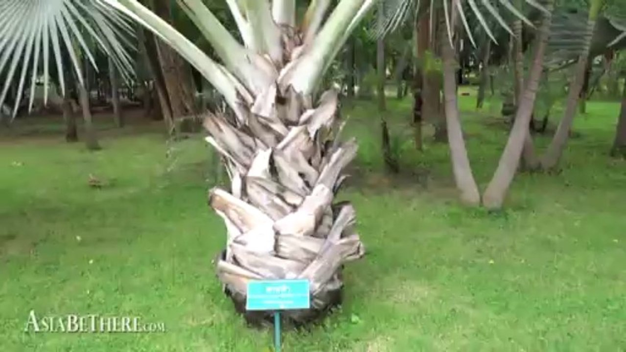 Bismarck Palm Tree in Palace of love & hope - Cha Am, Phetchaburi