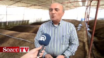 Solucanla milyonlar kazanıyor