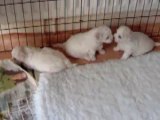 Bichon Frise puppies at 4 weeks, Part 2