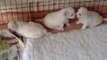 Bichon Frise puppies at 4 weeks, Part 2