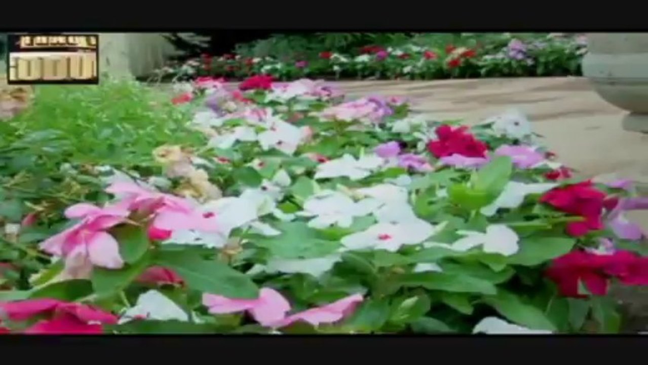 Maiv Lis Thoj-Cim Cia Tuaj Nruab Siab