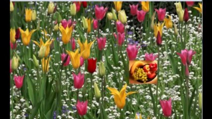 What is Mindmaster? Download Now 🔗