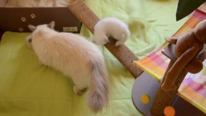 jeux chatons 7 (01/10/13)