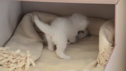 Jeux chatons 8 (01/10/13°