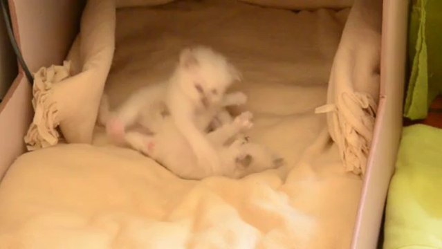 Jeux chatons 9 (01/10/13)