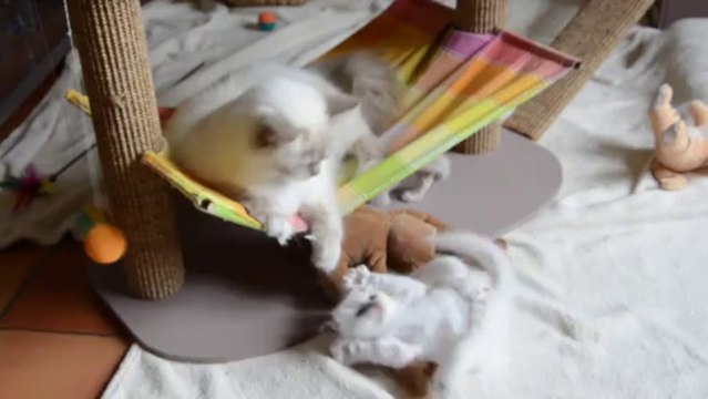 Jeux chatons 10 (04/10/13)