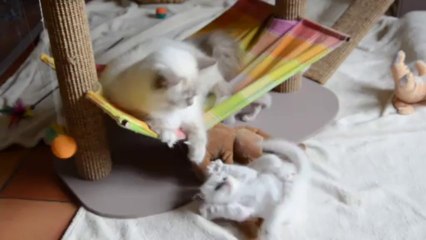 Jeux chatons 10 (04/10/13)