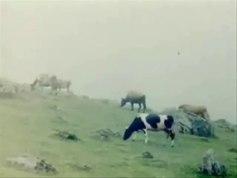 derdo