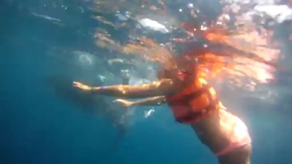 Zwemmen met in het wild levende waslvishaaien