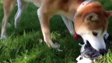 Got moi possey - Jewel ain&#39;t getting him back.