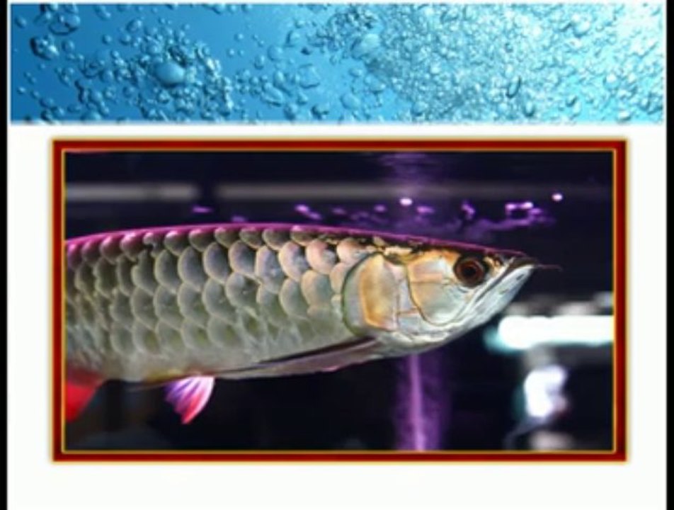 Arowana Secrets Revealed! - Confessions of a Professional Breeder