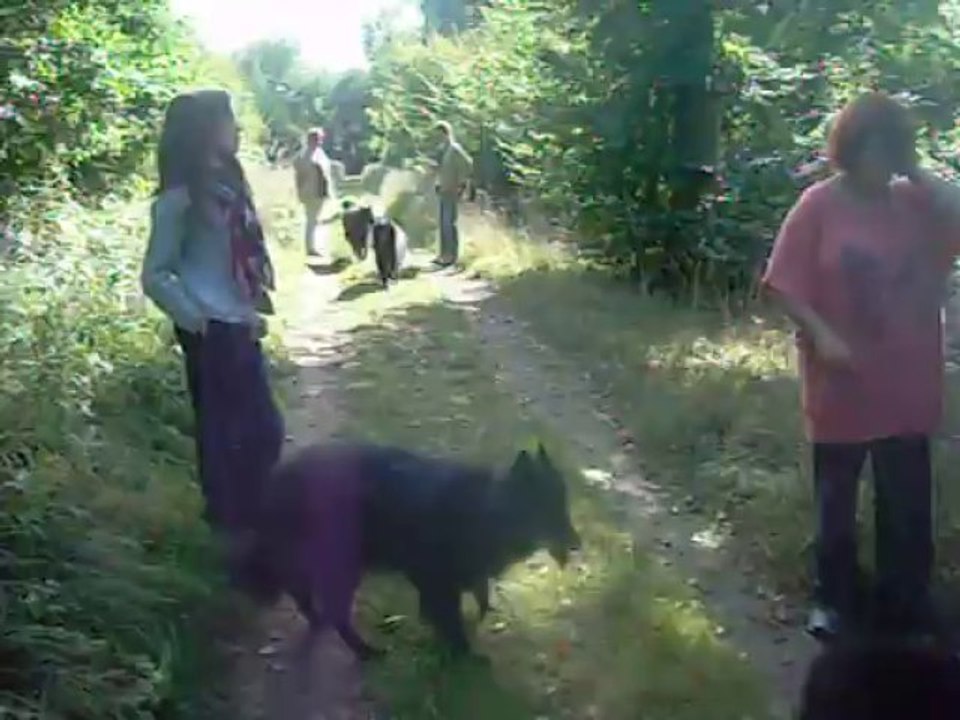 6 octobre 2013 : balade en forêt avec Lou et Irpa