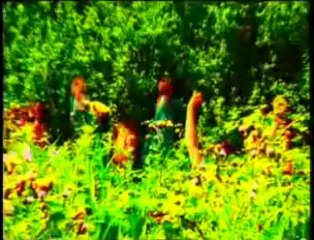 SUPER FURRY ANIMALS - Focus Pocus/Debiel