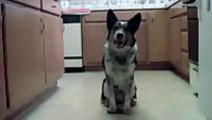 The world's most intelligent dog