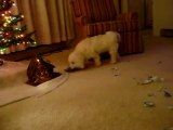 Amazing Dog Bichon Frise Opens Christmas Gift Must See Funny 9-minute long version & worth the wait