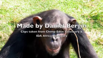 Şempanzelerin alet kullanımı