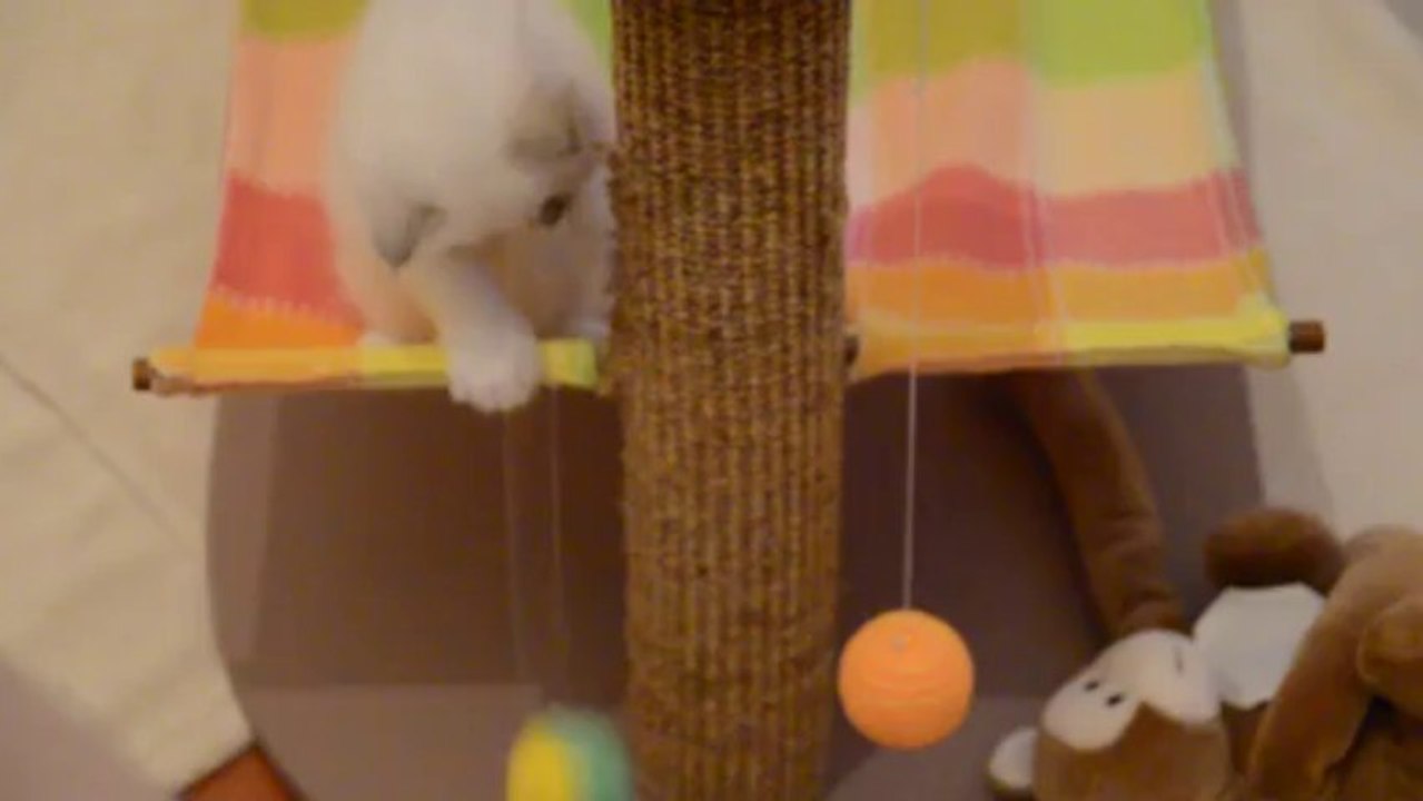 Jeux chatons 15 (04/10/13) balle