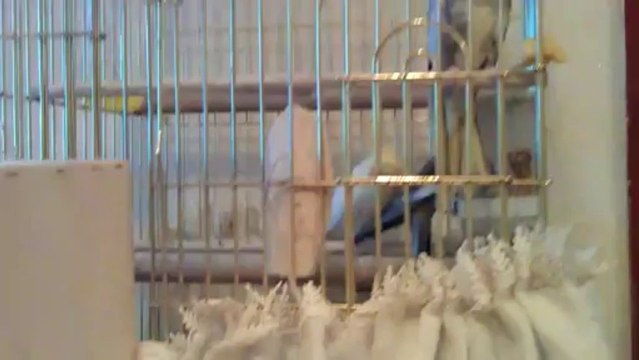 kuşlrımın hareketlerı neyi ifade ediyor ? 2