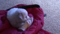 Bichon Frise Puppies - 6 weeks old