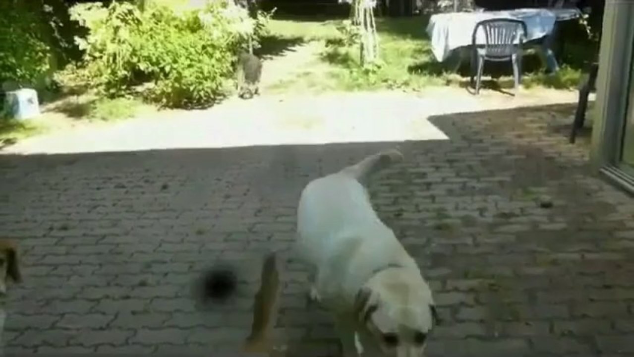 Stella, Clam et Gipsie