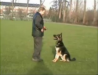 Geert De Bolster Clickertraining Apporteren