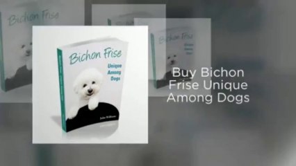 Bichon Frise