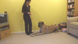 Introduction to ClickerTraining - PART 3: Teaching DOWN & STAY (by Honey the Great Dane)