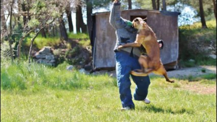 Willow des plaines de cuges