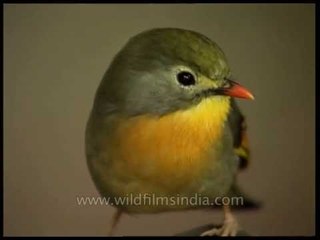 Cute little Red-billed Leiothrix