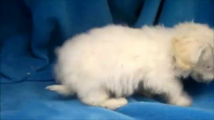 Male Bichon Frise Puppy