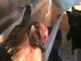 Building a Chicken Coop Guide Totorial Part 1