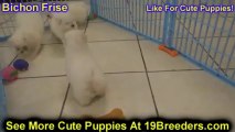 Bichon, Frise, Puppies, For, Sale, In, Atlanta, Georgia, GA, Savannah, Sandy Springs, Roswell