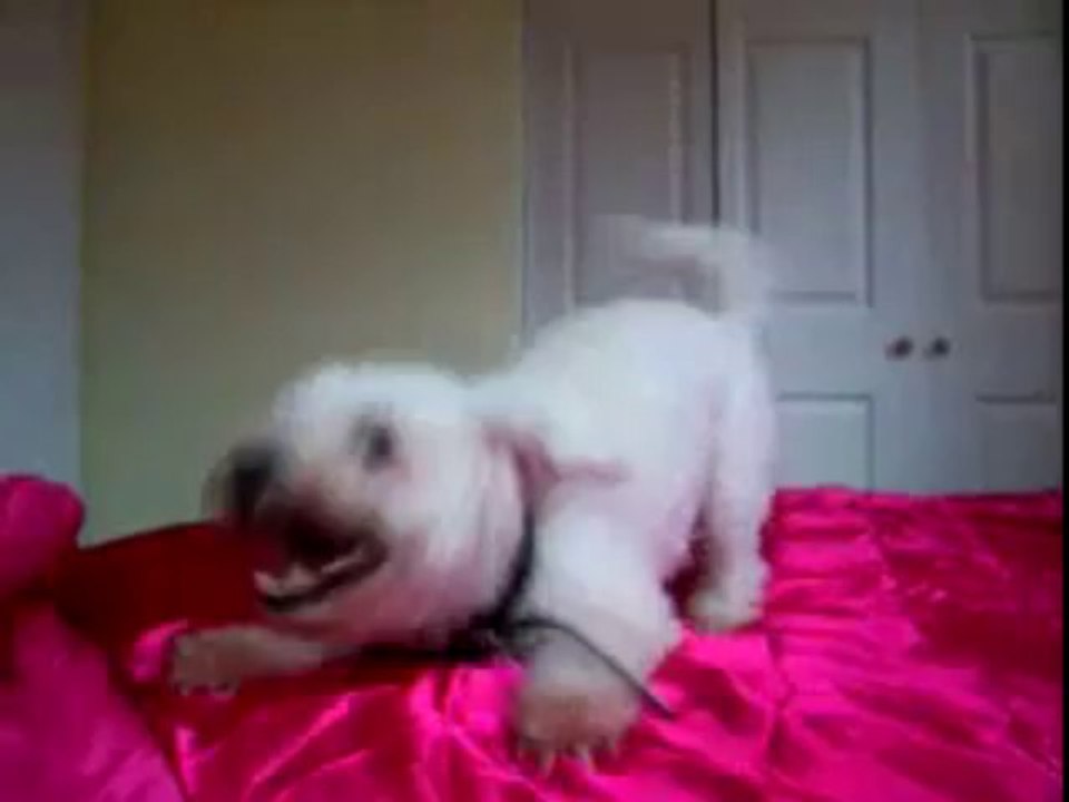 Pepe The Bichon Frise Doing The ''Bichon Blitz''