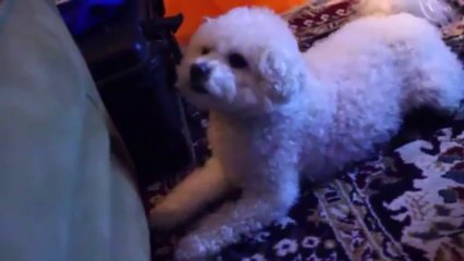 Barking Bichon Frise funny!