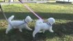 Bichon Frise Puppy & Dog Routine Morning Walk, Part 3 (Play Fighting at Home)
