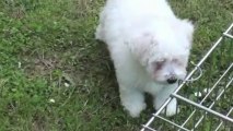 bichon frise cross yorkie