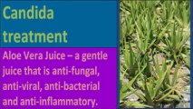 See how to cure candida albicans - Tips for all!