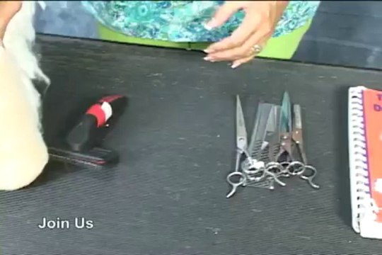 How to Groom a Bichon. Learn Bichon Frise Grooming! howtogroom.net