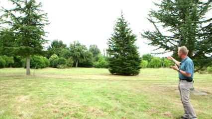 Les arbres en forme libre, semi-libre et cépée.