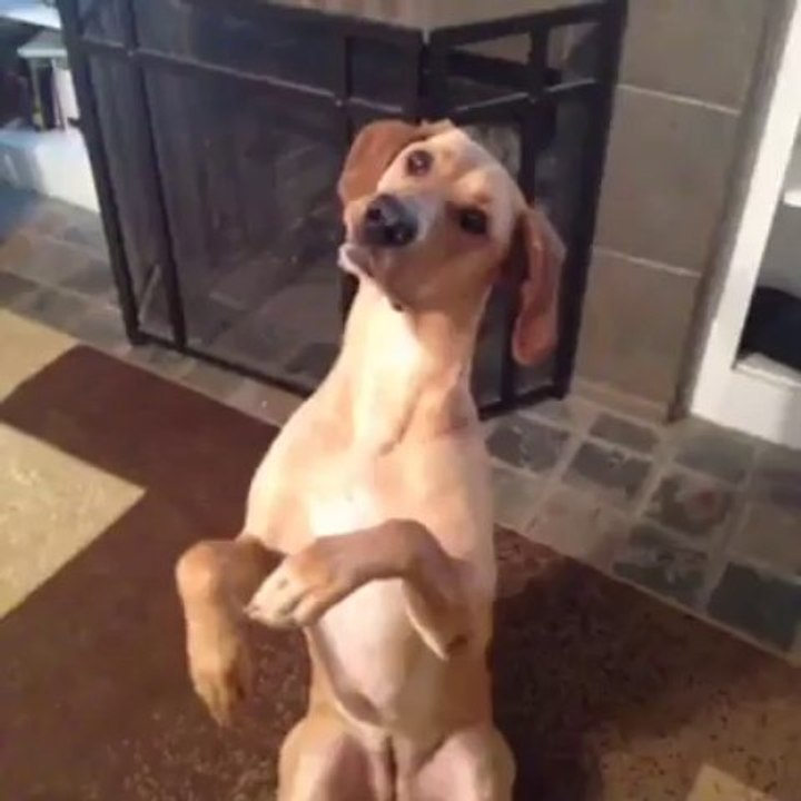 any my dog poops when i call his name this dog is smart tho