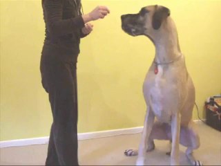 Introduction to ClickerTraining - PART 1 (by Honey the Great Dane)