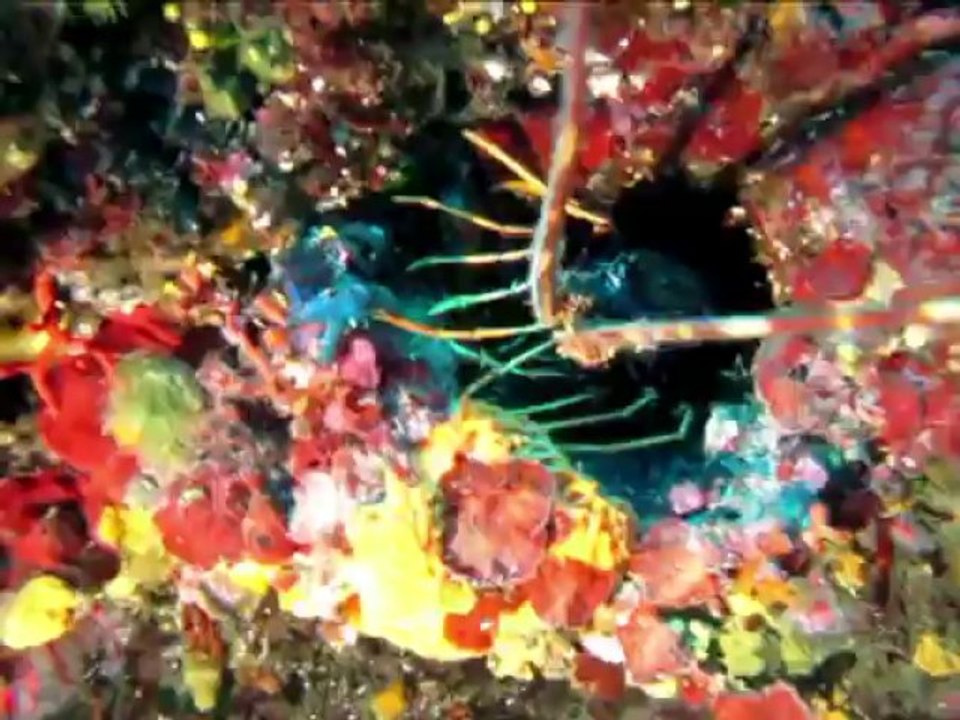 Plongée les moyadons Marseille