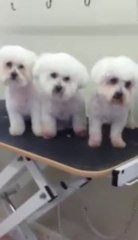 bichon frise smiling for treats