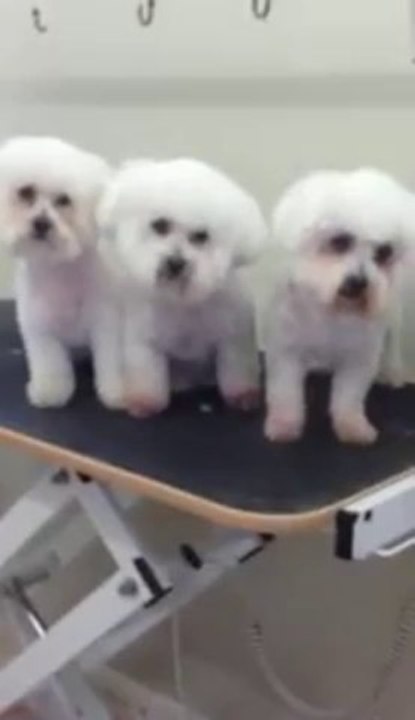 bichon frise smiling for treats