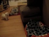 Bichon Frise Puppy - Bella 8 Weeks Old