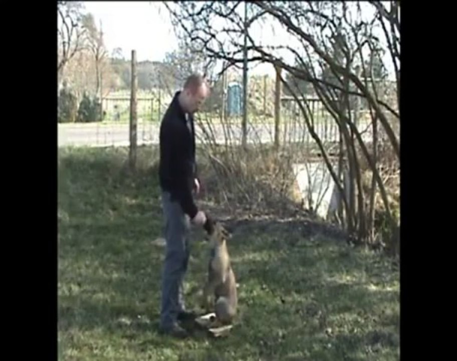 Clickertraining Teil 1.avi