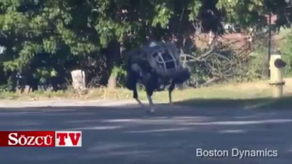 Amerikan ordusuna robot vahşi kedi