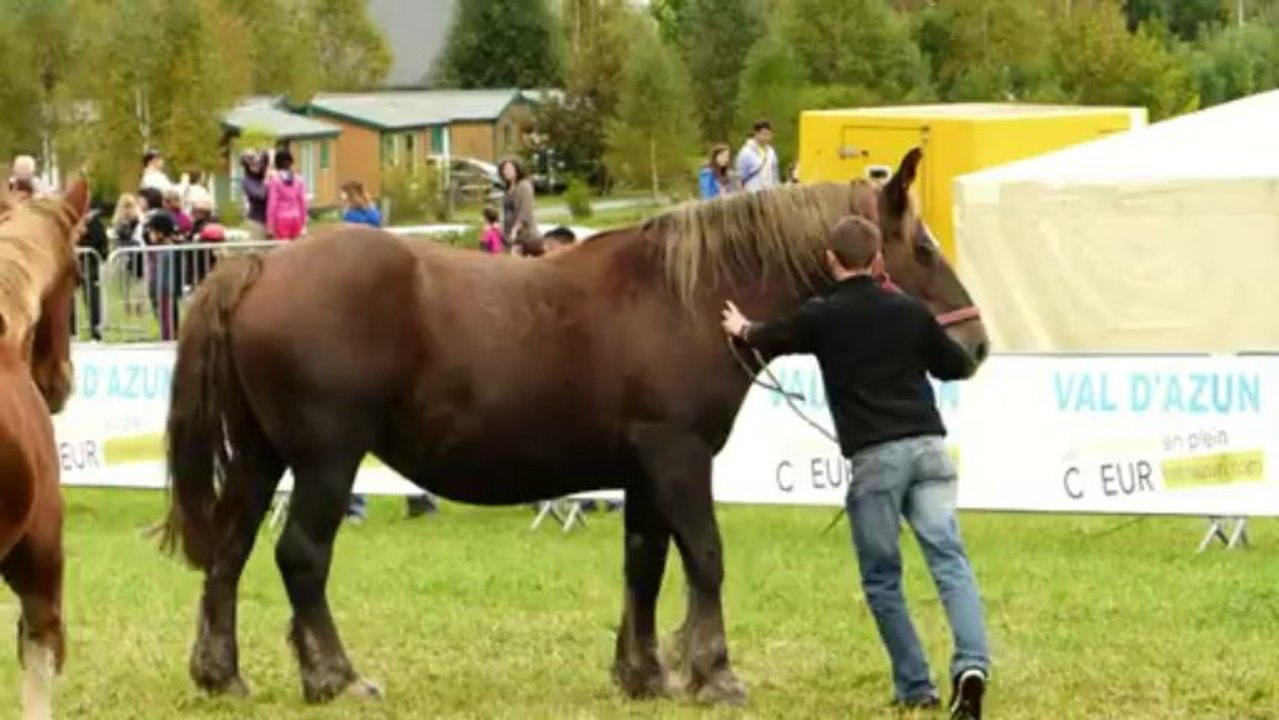 Aucun (65) : 14e fête du cheval de trait