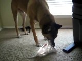 Retired Military Dog plays with kitten for the first time!